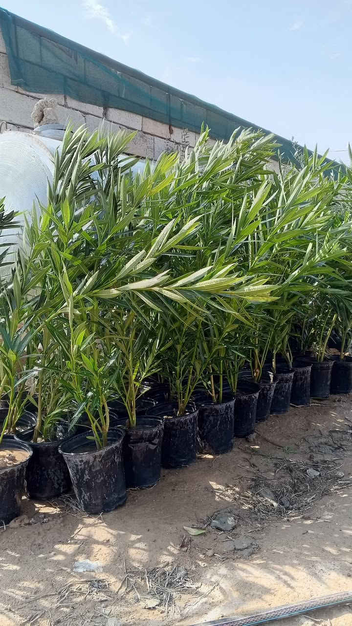 السلام عليكم ورحمة الله وبركاتة
تم وصول وجبه جديده من 

الوࢪد الجوري 

وزيتون الخستاوي 

و.كالبتوس 

ولثيل الهندي 

ورد دفله 

العنون قضاء الشرقاط السگتيه مقابيل قاعه دريم ستيي 

للستفسار اتصل عله هاذه الرقم ***********

وحياكم الله الجميـ؏

الكل
