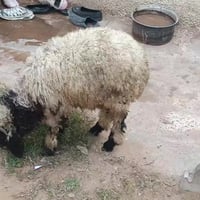 طلي فاخر • بيجي الحي العصري