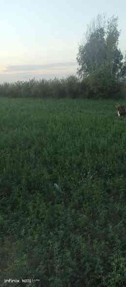 مزرعه للبيع 3 ونص دونم قرار 117 المزرعه مخدومة كافت الخدمات وكافت الأشجار المثمرة نخل مع حمضيات عنب وزيتون ورمان امريكي مشمش تفاح عرموط تين اصفر تين اسود بني مسلم كهرباء محولة ام 400 انارة شارع مدارس متوسطة وابتدائية مستوصف سوك قريب عليها ماء سقي نهر مع بئر مع ماء اسالة مع تبليط السعر عند الاتصال بالرقم *********** العنوان بغداد المعامل الحسينية منطقة السعاده حي الكرار بغداد
