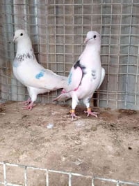 زوج تار إيران • شرط المطيار • تكريت القادسية