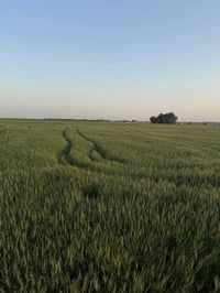 100دؤنم زةوي بؤ فرؤشتن سعر 1 دؤنمي 10 وةرق مةجال هةية  تابؤ  شوين دةشت...