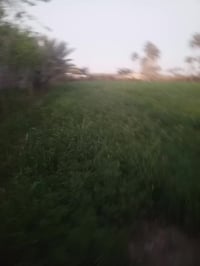 يوجد ضمانت شعير وبرسيم  ويوجد هم ضمانت جت  هذا رقمي اليريدهم 078115442...