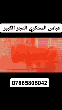 عباس السمكري المجر الكبير ***********
