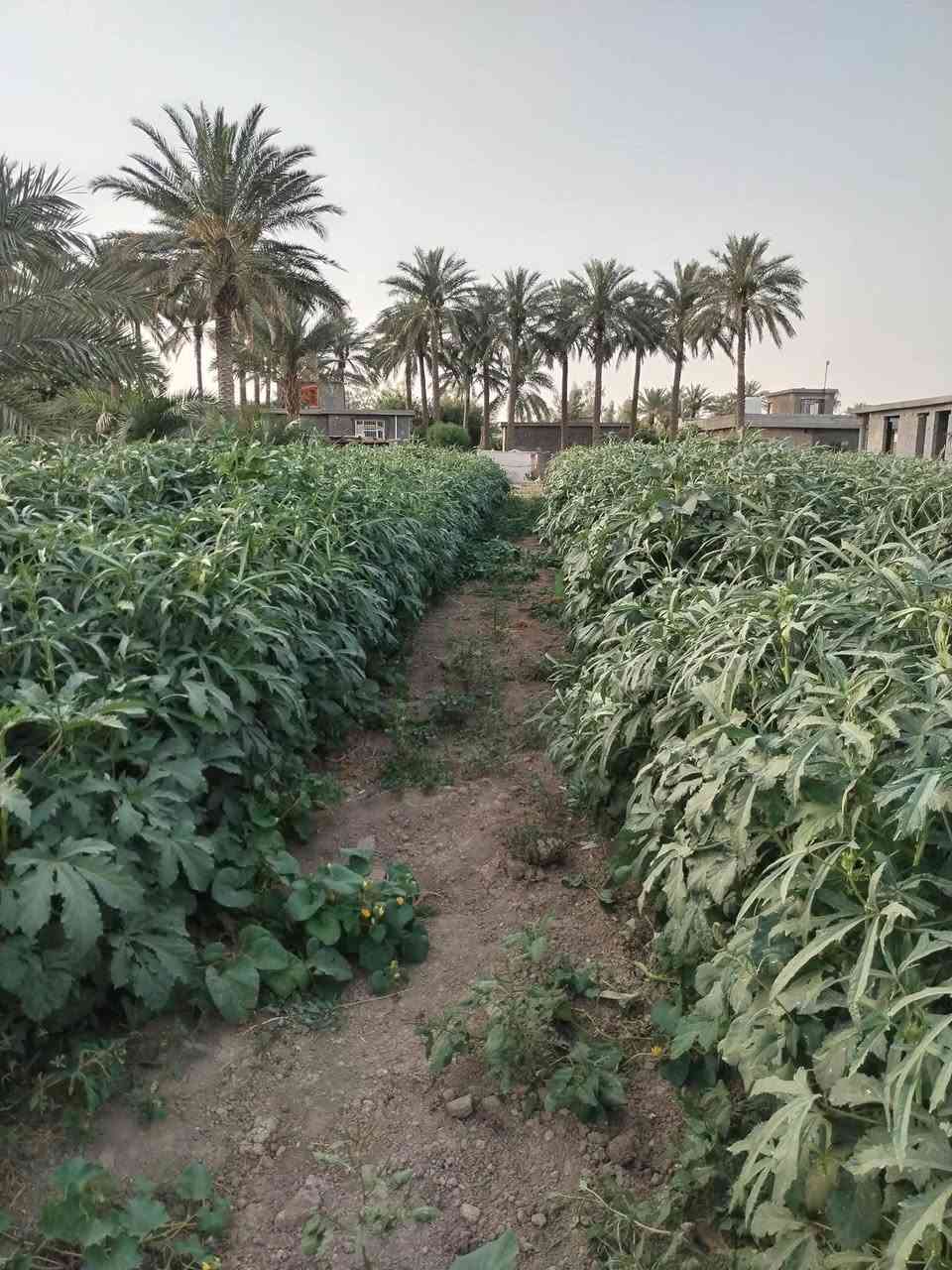 يا الله اسلام عليكم ورحمة الله وبركاته ٧ دونم زراعي عقد 35العنوان اجبله منطقت الحيدري متوفره كافت الخدمات ما مباشر ع المشروع بيه ثلاث ابيوت بستان زهدي وخستاوي وحمضيات الاستفسار *********** صاحب الارض واتساب
