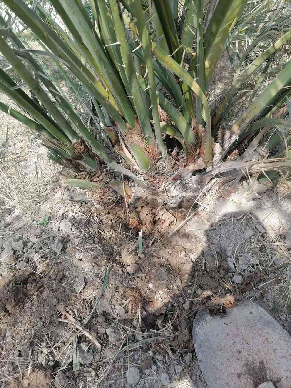 برحي ابو خصيب لبيع *********** البصرة, العراق
