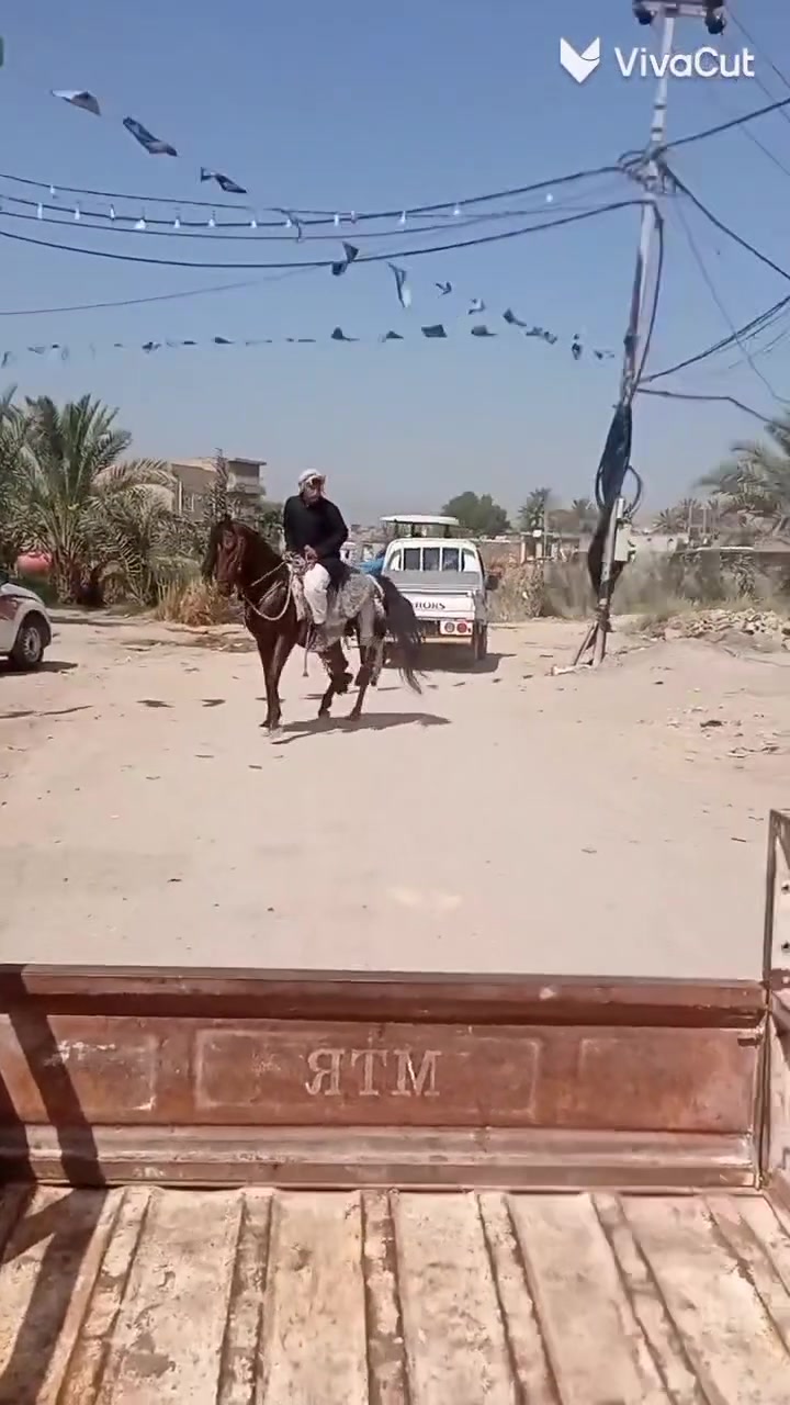 السلام عليكم حصان كحيلان العجوز مهات معروفات عمره 4 حصان خياله وصف امان من مرابط من كلشي للبيع او المراوس حسب القناعه بفرس بحصان الشراي حياه الله او يشلع اعيوني ***********  ملاحضه لاتكلي دزلي مقاطع خيالته كلشي موجود كدامك
