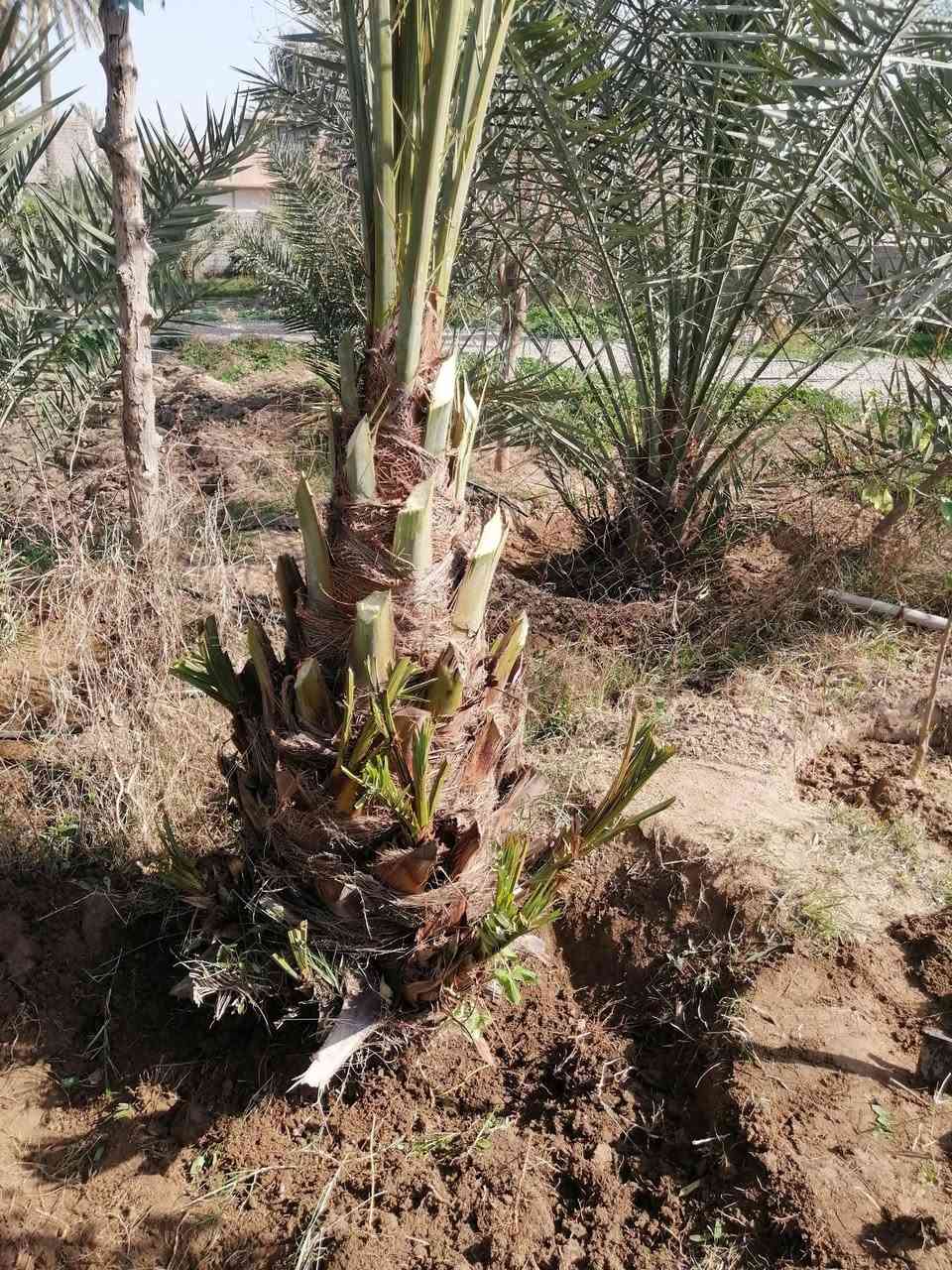 سلام عليكم عندي لبيع ضلن ٤ فسايل كبارمثل موضحات بصوره  شيالات تزرع وره سنه تكل منهه هنه لعام ماكلين تمر منهن نوع خستاوي الصلي ليحب يتفضل خاص


**إذا كنت صاحب هذا الإعلان وتريد حذفه لأي سبب، رجاءا أرسل رسالة إلى الدعم الفني**