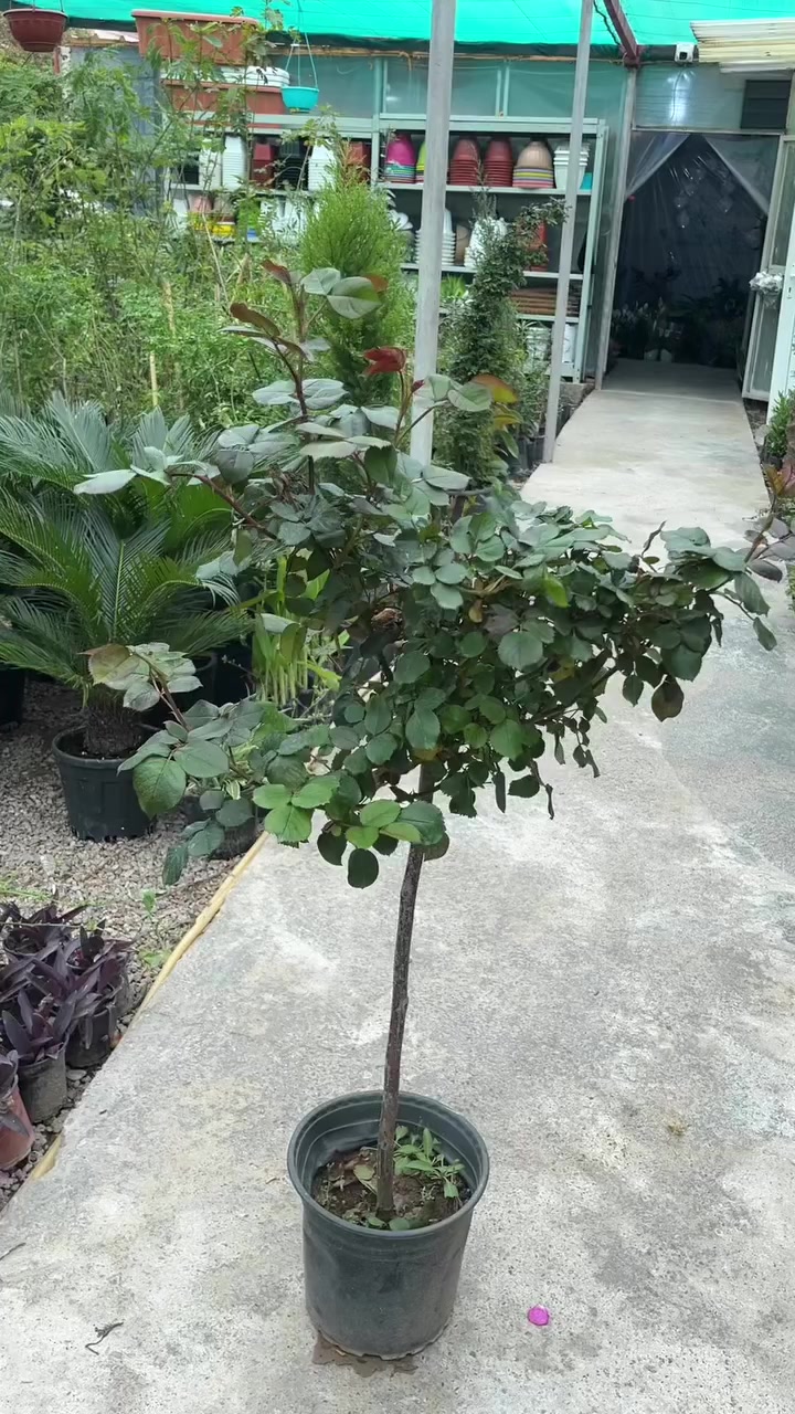 جوري ايطالي ستاند ب25الف


**إذا كنت صاحب هذا الإعلان وتريد حذفه لأي سبب، رجاءا أرسل رسالة إلى الدعم الفني**