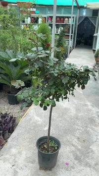 جوري ايطالي • ستاند