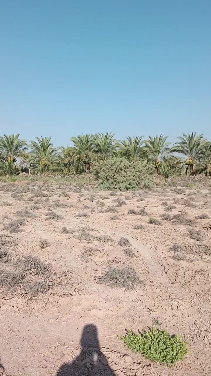 ارض للبيع قريبه عله فرع الوركاء للتواصل على الرقم ‏‪***********‬‏
