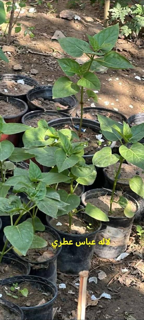 متاح لدينا شتلات نبات ورد لاله عباس عطري دائمي لطلب والحجز واتساب ***********
السماوه أو مراسلة الصفحه يوجد خدمة توصيل طلبات داخل السماوه لباب البيت
