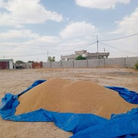 حنطة عربية • نظيفة بذور • قرى الحلوات