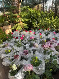 ورد جوري هجين • مشتل النورين • شارع الغطاس