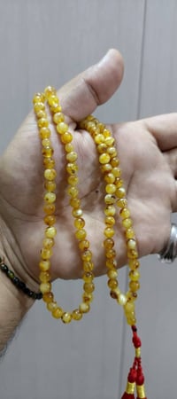 كهرب بولندي • طبيعي • ذمه ١٠١