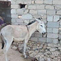 مطايه معامل نگاابه للبيع 07835756583