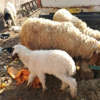 نعجه ورها طلي حليبها خير من الله 07759235718