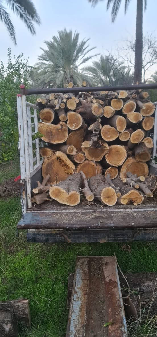 السلام عليكم
#ادمن وافق يرحم والديك الله يرزقك
الي عنده خشب للبيع  اشتري مكصوص او ما  مكصوص اي نوعيه من الخشب نشتري قلنطوز توث غرب حمضيات شعندك ناخذ يابس او أخضر
 عندك اشجار اكبار بالحديقة هم اكصها ورتبها الك 
عندك بستان وتريد تكصه اي شي ما عليك بس تعلق او تتصل او تتفضل خاص اشتري بكميات 
للعلم اني اشتري وابيع والف هلاا
اني فحام وعلى باب الله وهذا رزقنا وإنشاء الله يرزق الجميع 
اخذ بسعر زين الي عنده ينزل التفاصيل المكان الرقم
***********
