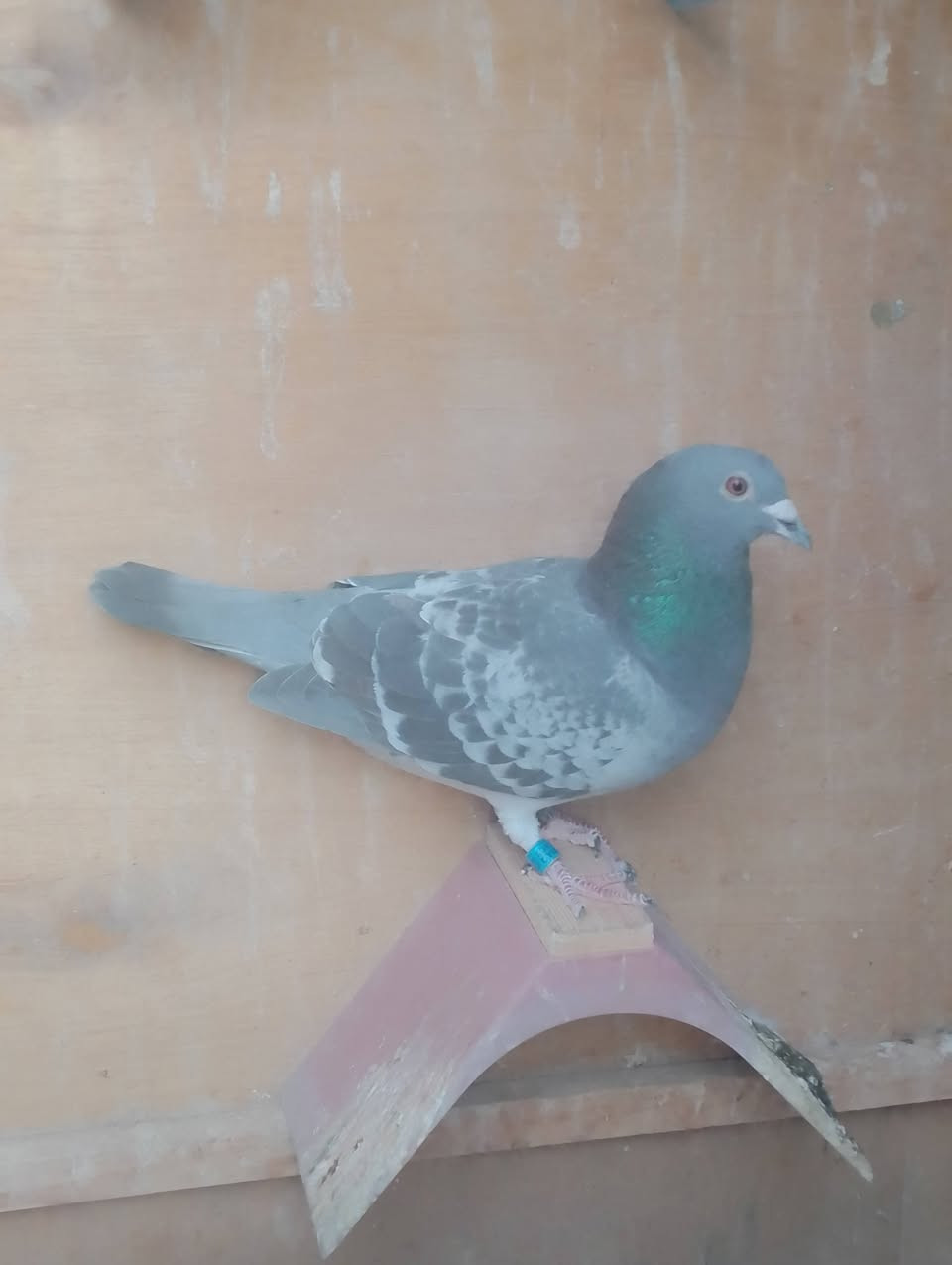 #ماشالله #تبارك #الرحمن 
 متاح 3 طواير  مثل مواضحات بلصور ... عنوان بغداد 
أي استفسار متواجد على الماسنجر أنشالله راسلوني تمام 
او هذا رقمي *********** اتصلو أو راسلوني واتساب
ملاحظة اي توصيل ماعندي ليحب يقتنيهن يجي ياخذهن 
#ومن #الله #التوفيق
