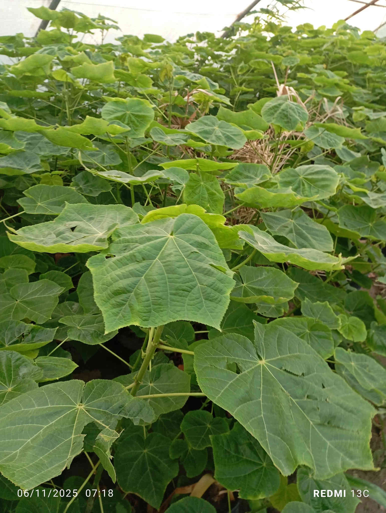 على بركة الله توفرت شتلات الثريا لاصحاب المشاتل والمزارع ارتفاع مترين ونص الى متر  محرك وجاهز للاستفسار ***********
