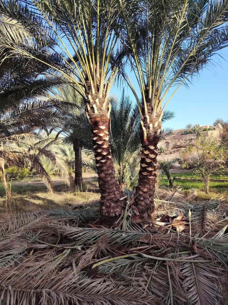 عامل تنضيف النخيل اي واحد عنده نخل بس يتصل ودال
***********
