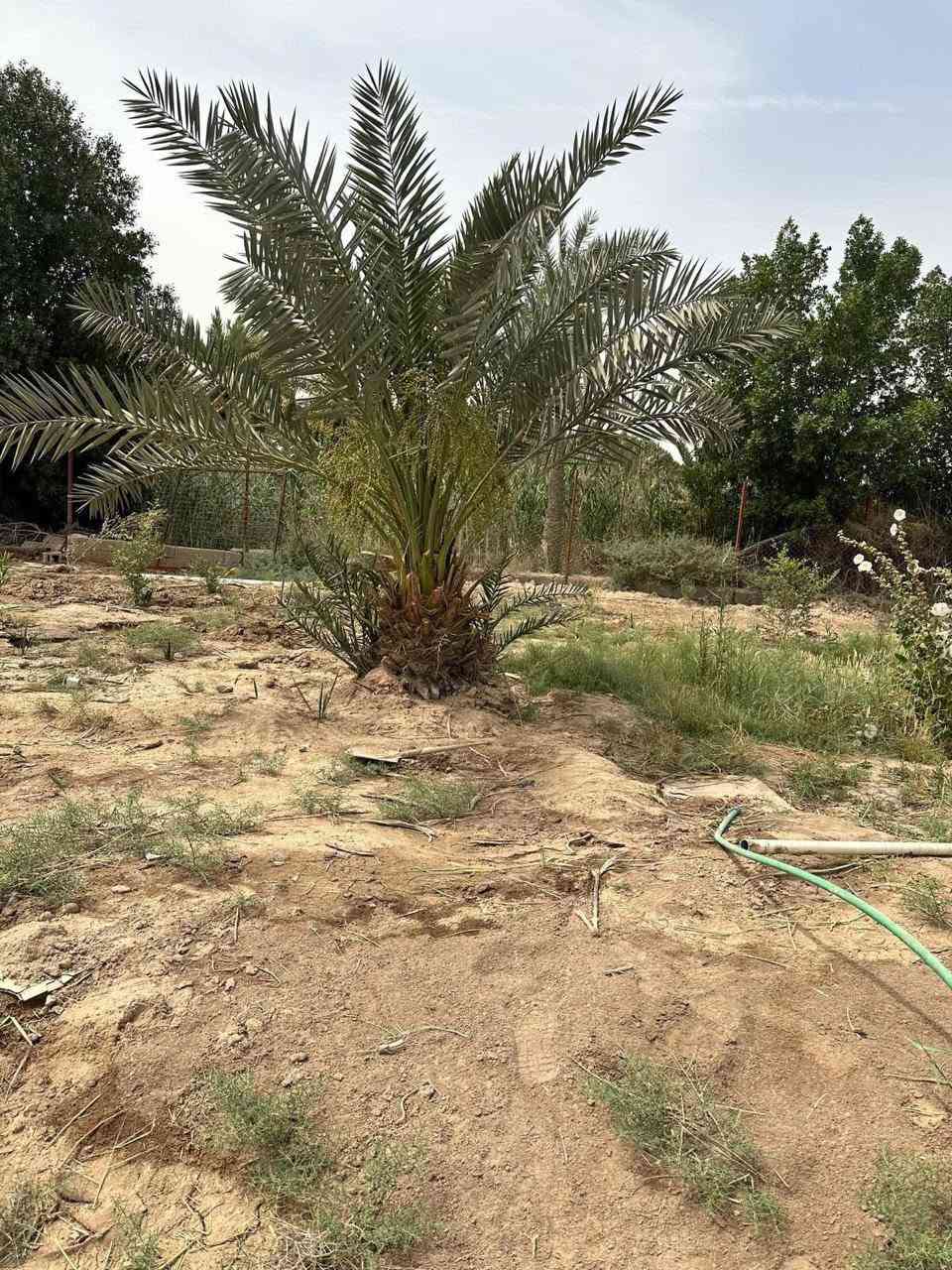 ‏ أحبتي المتابعين توفر 3000 متر ( سهم بالطابو)على نهر مع بيتين كل بيت 300 متر بناء جديد   السعر (430وبي مجال)

الموقع ابي الخصيب العوجه يبعد ع سايدين مال العوجه 800 متر 
غرف 3
صالة 2 
ديوان كبير  
صحيات داخلي وخارجي
للاستفار *********** 📞
