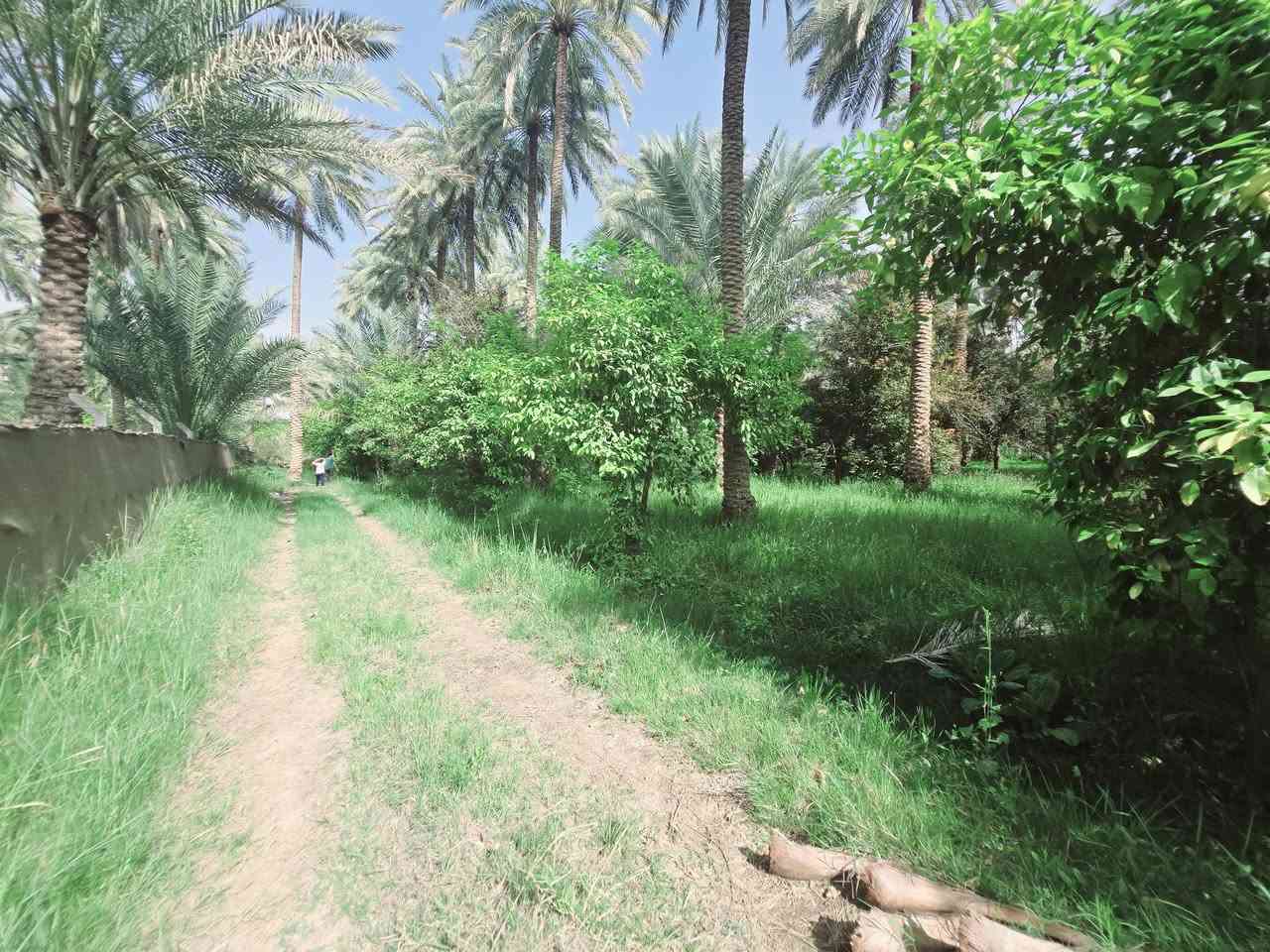 ( يالله اللهم صل عل محمد وال محمد )

ليوم جبنالكم عرض جميل جدا المساحة نصف دونم 

المساحة بالامتار 1250 متر بستان مخدومة ومزروعة بالكامل 

تصلح سكن او مكان ترفيهي راحة نفسية تتوفر كافة الخدمات 

ماء سقي سيح ماء اسالة كهرباء مولد شتريد موجود يمك 

نوع السند طابو زراعي سند 25 تحويل سهم مباشر بأسم المشتري 
واجهة النصف دونم  41 متر ونزال 30 متر عرض طريق البستان الخاص 4 متر 
العنوان كربلاء شارع الحسينية قرب جسر الابراهيمية 

تنزل كيلو متر عن شارع الحسينية شارع سبيس بعرض 7 متر و 6 متر 
تبعد عن جسر الابراهيمية 2 كيلو وعن شارع الحسينية كيلو متر 

وعن مركز المدينة 15 كيلو 

#السعر  95   ميلون مع المجال للجاد بالشراء

للاستفسار اكثر اتصلوا بالارقام التالية 

(  ***********  )(  ***********  )

ابو فاطمة عنوان المكتب شارع الحسينية قرب جسر 🌉 الإبراهيمية مقابل شارع عون مكتب النافعي للعقارات كربلاء     النافعي للعقار        #اشاره #الاصدقاء #متابعين #اكسبلور #الجميع #متابعين #اكسبلور #الجميع #متابعين #اكسبلور @أبرز المعجبين @إشارة  السعر  95 مليون مع المجال
