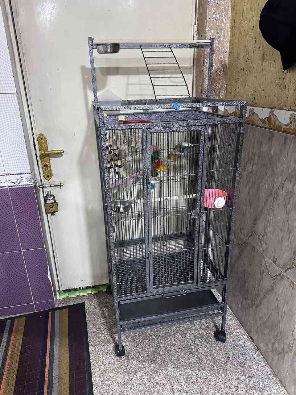 قفص ببغاء للبيع 

الطول 65 والعرض 65 
الارتفاع 165 
قفص جديد 
مكاني بلدروز
السعر 120


**إذا كنت صاحب هذا الإعلان وتريد حذفه لأي سبب، رجاءا أرسل رسالة إلى الدعم الفني**