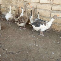 للبيع قازات انضاف خشنات صحه نشاط فول بي صوصي غير سعر اشراي يتصل على ال...
