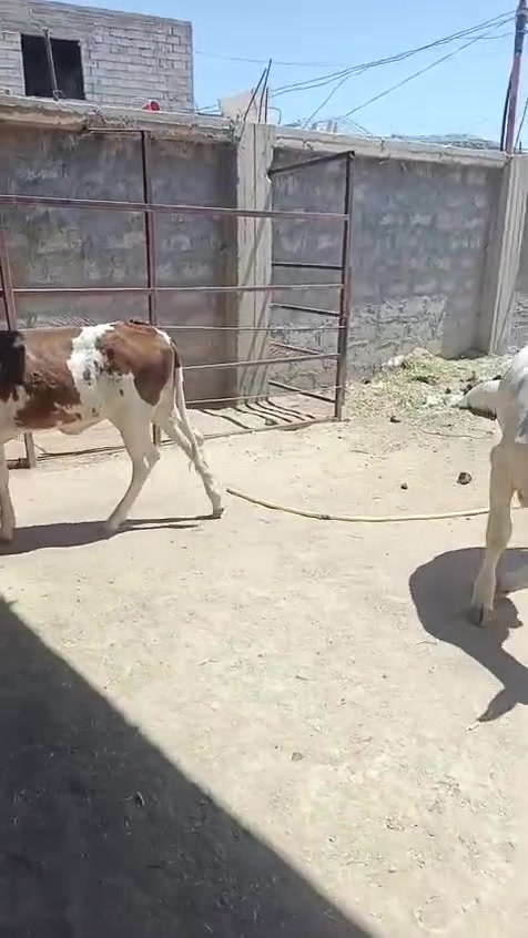 السلام عليكم مكلف بل نشر اتصل عل رقم
متاح اباجير العدد 2وحده سمنتال وحده فرنسيه جمم ثنينهن مالات جنايه السعر اتصل وتدلل
 العنوان  الشرقاط قريه شكراً يوجد خدمت توصيل بعد الاتفاق 
*********** ❤
