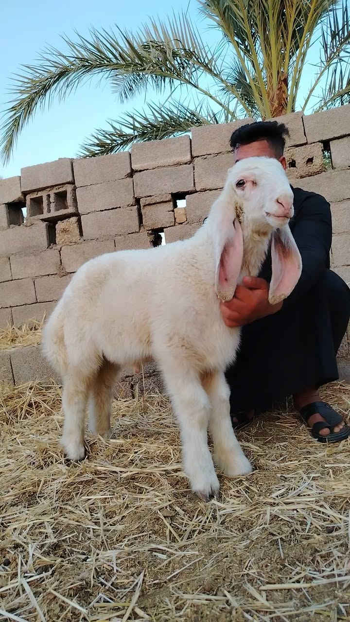 ***********
***********
طلي العمر شهرين ونص فول مواصفات رقم واحد من امهات اصايل للبيع المكان واسط الكوت يوجد توصيل جميع المحافظات بعد الاتفاق وكل الهلا براعية
