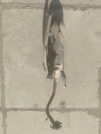 صلنصه ماكس بلاديه • صلنصه ماكس رياضيه • بغداد مدينه