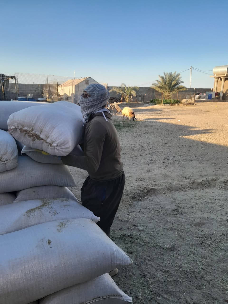 تبن جت درجه اولى كميه للاستفسار على الرقم *********** يوجد واتساب
