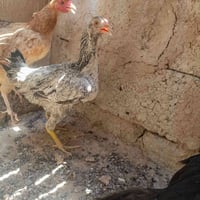 ديوكه وفراريچ • عدد ٧ • مايبيضن