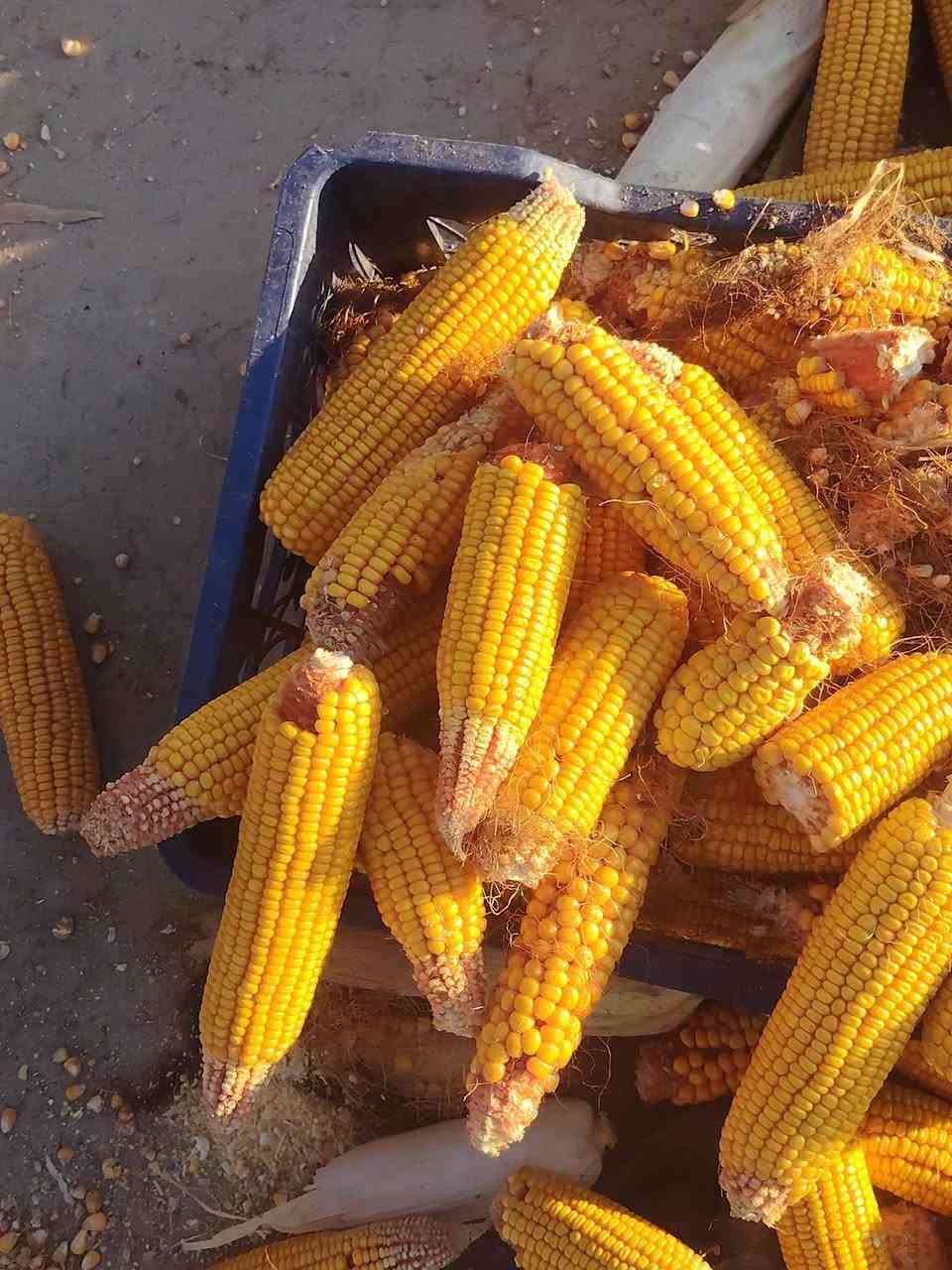 السلام عليكم يوجد اذره مجروش درجه اولى مكاني بابل الحمزه الغربي سعر الطن 350
***********
