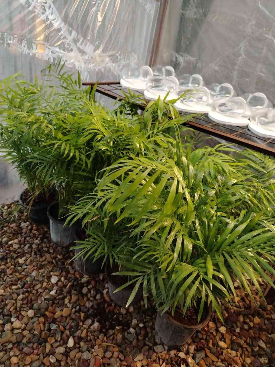 #ياعلي بفضل رب العالمين تم وصول وجبه جديده من النباتات والازهار الداخليه والخارجيه للحجز والاستفسار الاتصال على الرقم التالي :
***********
