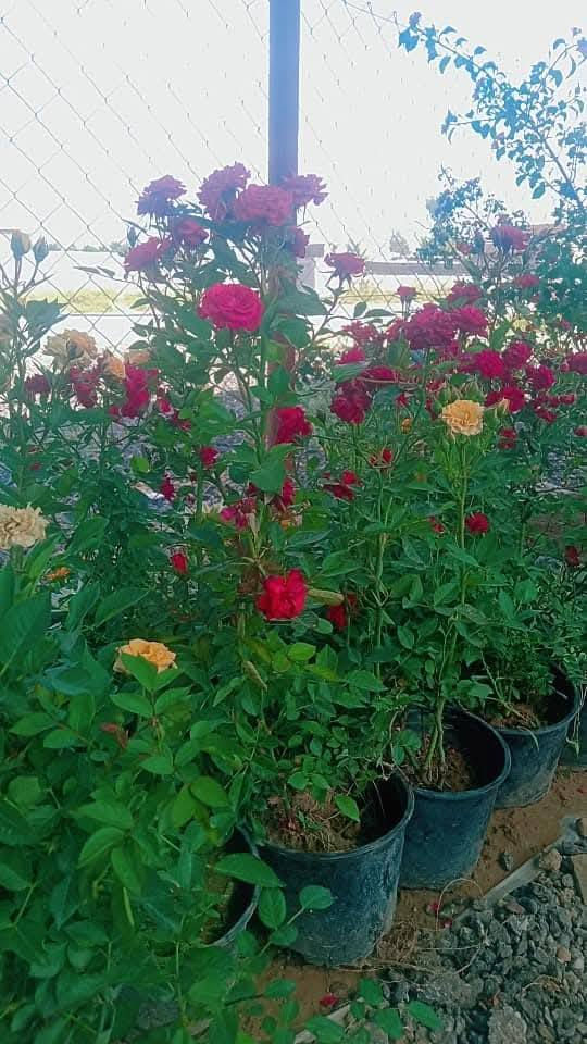 متوفر في مشتل الناحية
مشتل ناحية النمرود 
اشجار تفاح اخضر 
اشجار مشمش 
اشجار توث اسود
اشجار عرموط
اشجار الزيتون
اشجار الكالبتوز
اشجار رمان شهربان 
اشجار تين ديواني اسود
اشجار تين اصفر
اشجار عنب اسود اصفر 
اشجار الورد جوري /سلطان
شجيرات الصبار 
ورد موسمي
ورد. 
نبتتزعطر الشاي


**إذا كنت صاحب هذا الإعلان وتريد حذفه لأي سبب، رجاءا أرسل رسالة إلى الدعم الفني**