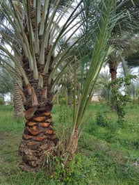 يوجد تال زاهدي للبيع سعر التاله 10 مشلوع وكامل اي استفسار تواصل خاص او...