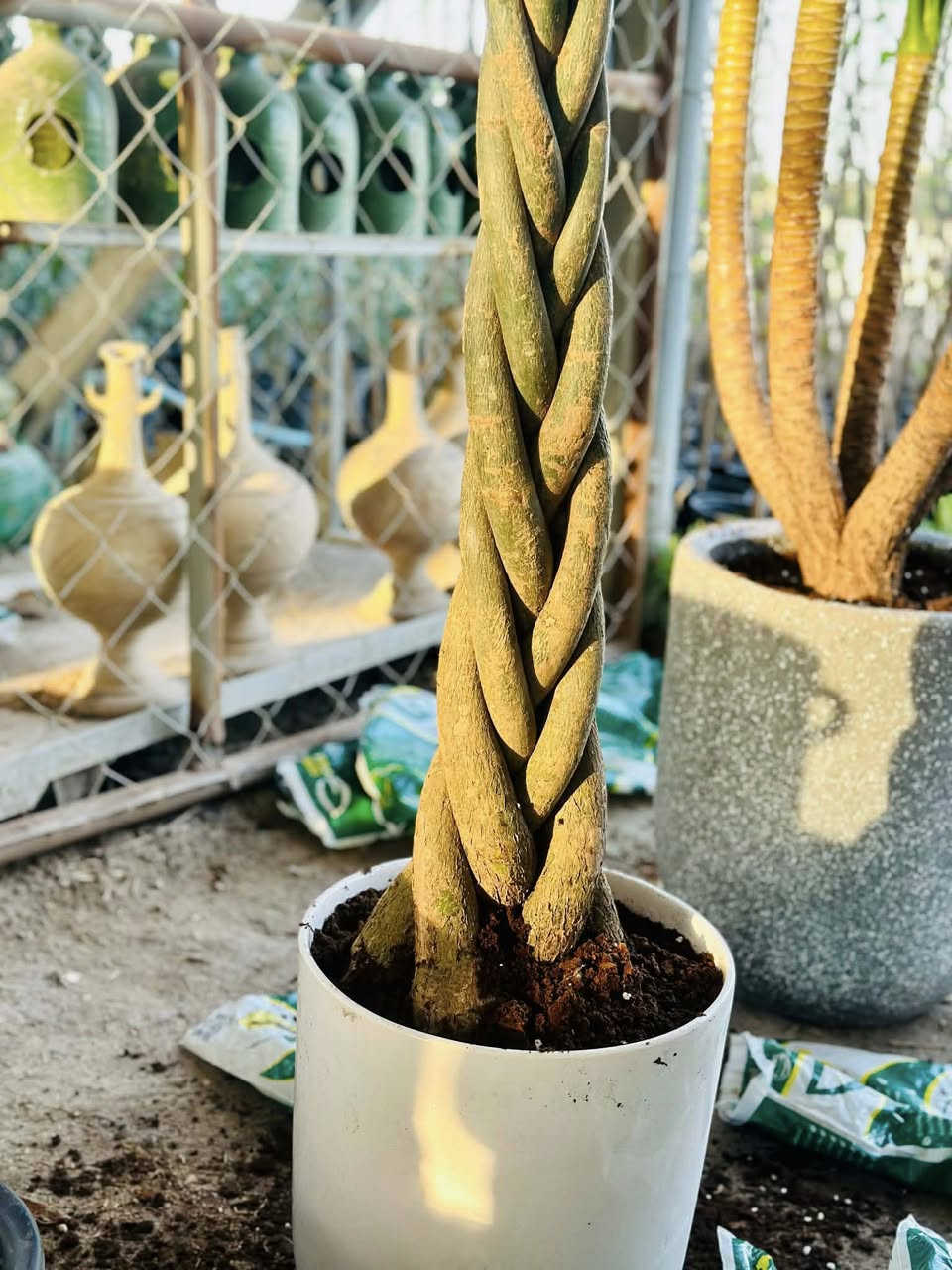 مجموعه من النباتات الضليه 
مشتل شهيد العتبي
العنوان واسط العزيزيه قرب معمل السوس


**إذا كنت صاحب هذا الإعلان وتريد حذفه لأي سبب، رجاءا أرسل رسالة إلى الدعم الفني**