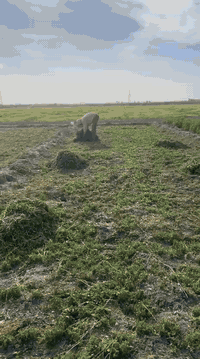 طريق النهروان • عقد ٣٥ • اكثر من ١٠ دونم