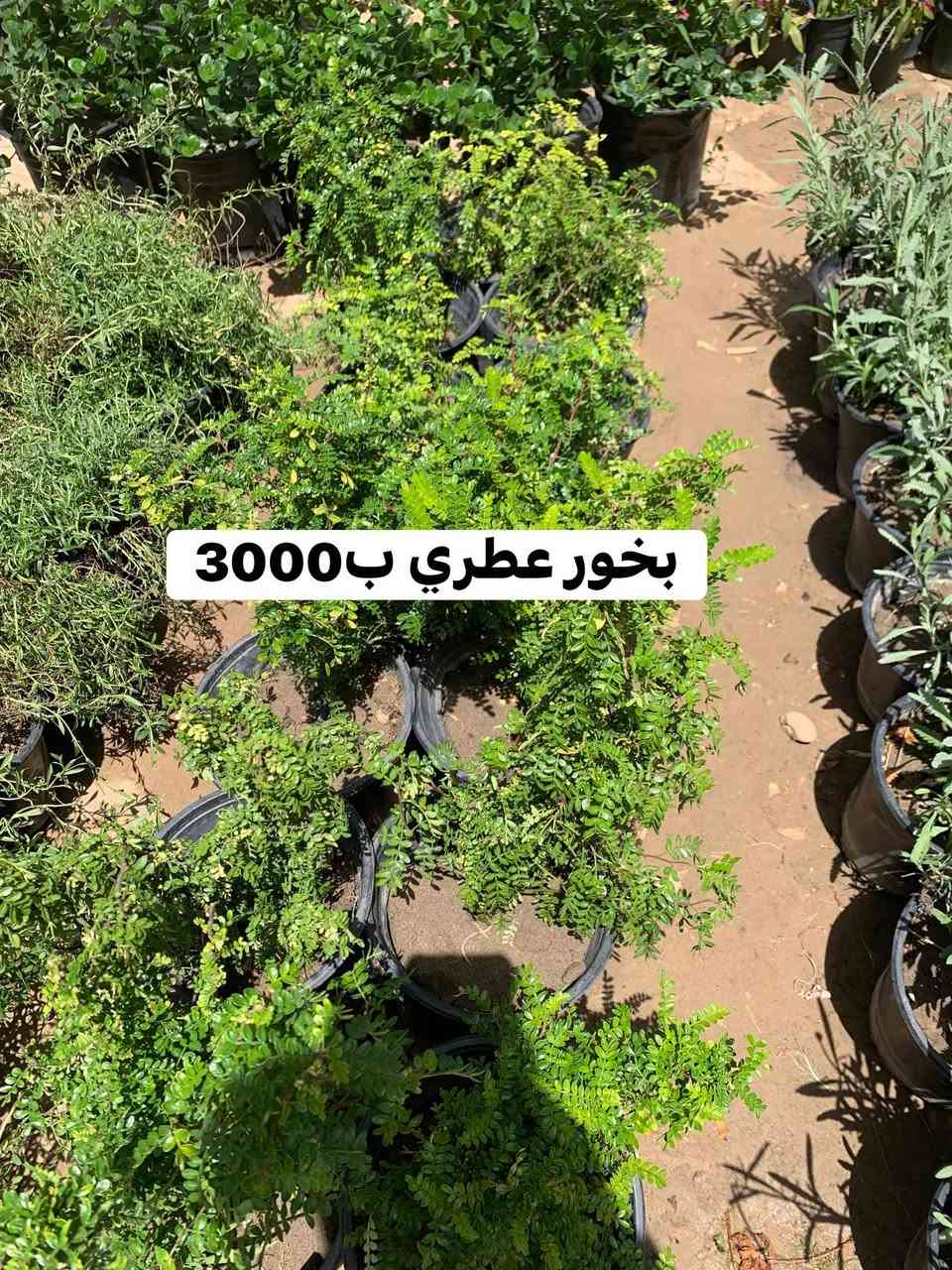 تفاصيل داخل صور


**إذا كنت صاحب هذا الإعلان وتريد حذفه لأي سبب، رجاءا أرسل رسالة إلى الدعم الفني**