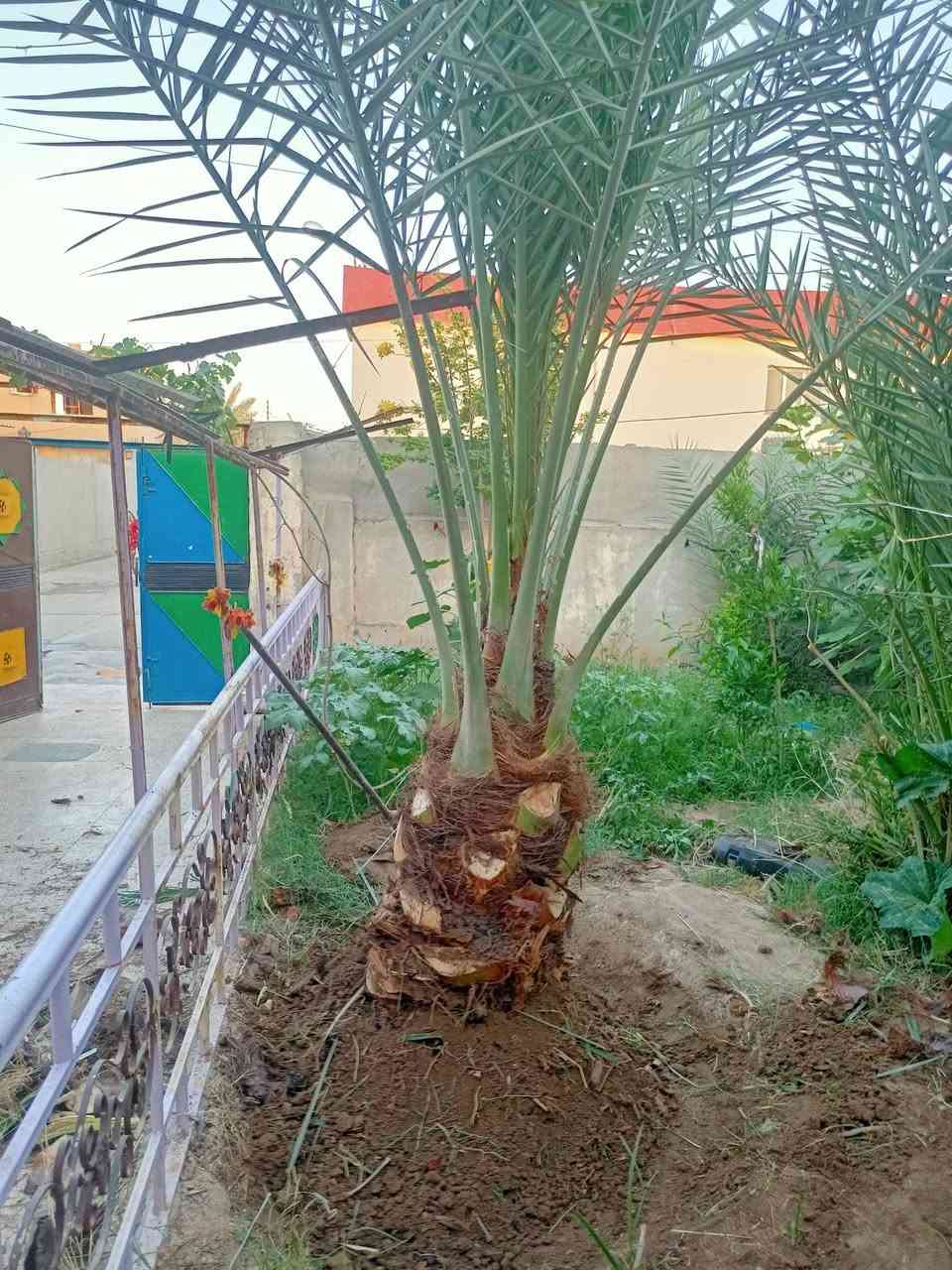 قلع فسايل تكريب نخل
اتصل ***********
