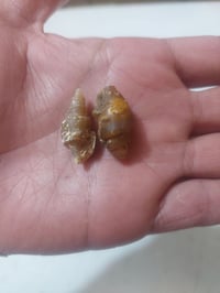 لويات