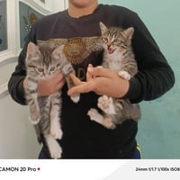 قط للتبني • عدد ٢ • كركوك