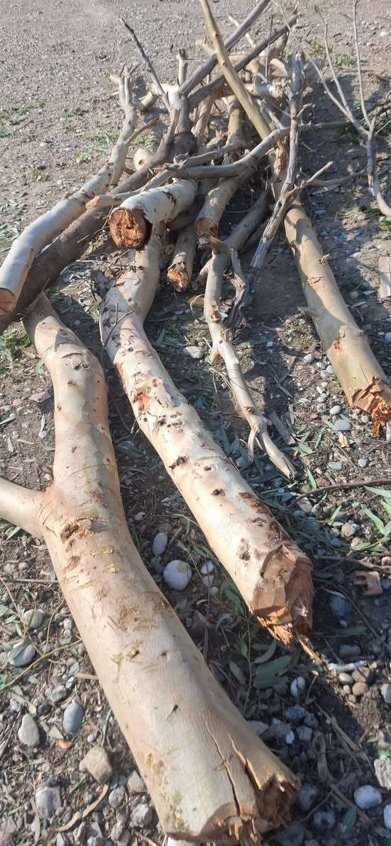 ئەم دارانە بۆفرۆشتن مشتەری نامە بنێرێ یان پەیوەندی بکا ***********
