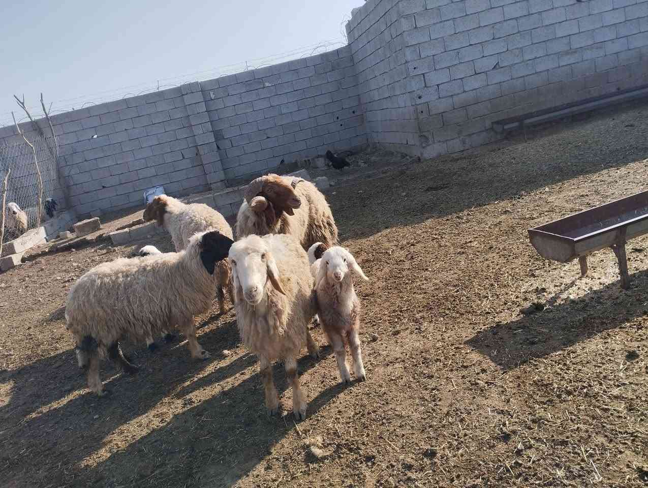 فحل للبيع الاتصال ب***********
