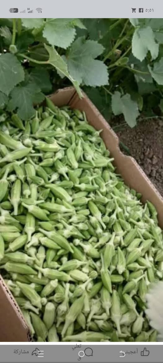 بذور بانيه متعهد تبن للبيع ***********
