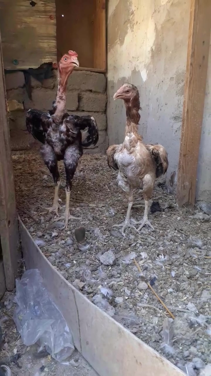 سلام عليكم  متاح  هراتي للبيع دجاجه بياض المكان الهوير السعر 70


**إذا كنت صاحب هذا الإعلان وتريد حذفه لأي سبب، رجاءا أرسل رسالة إلى الدعم الفني**