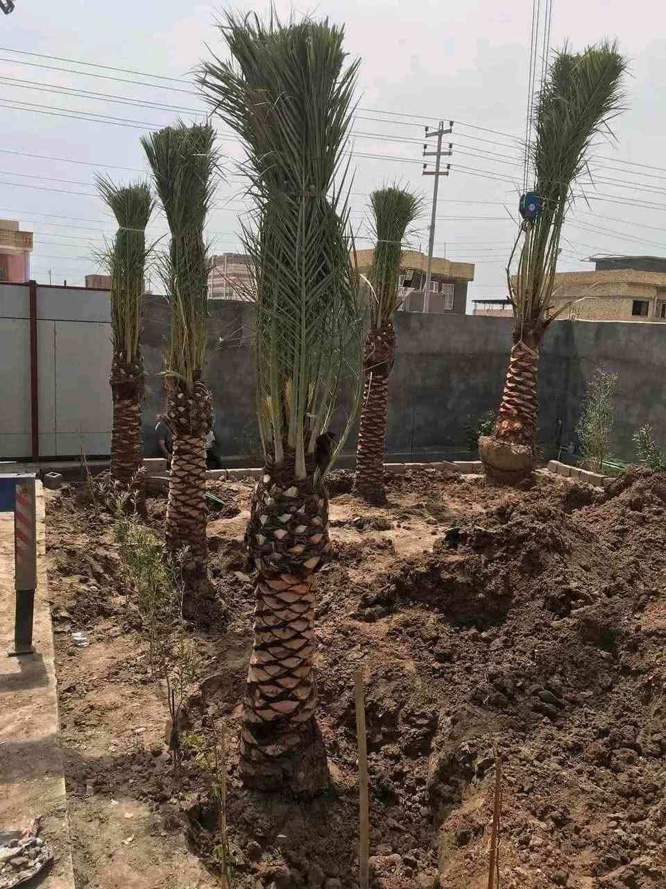 اسلام عليكم يوجد نخيل امايه بل الطينه من متر ونص الى اربعه متر


**إذا كنت صاحب هذا الإعلان وتريد حذفه لأي سبب، رجاءا أرسل رسالة إلى الدعم الفني**