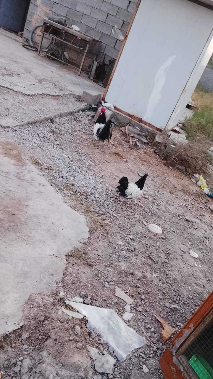 سلام عليكم عندي زوج لاكلن فلر الماني صحة فول ونقاوة فول للبيع العنوان التاجي ابو عضام الشراي يتصل ***********
