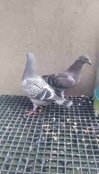 ماشالله تبارك الرحمن متاح زوج فرخات طينة 2026  أي استفسار راسلوني على ...